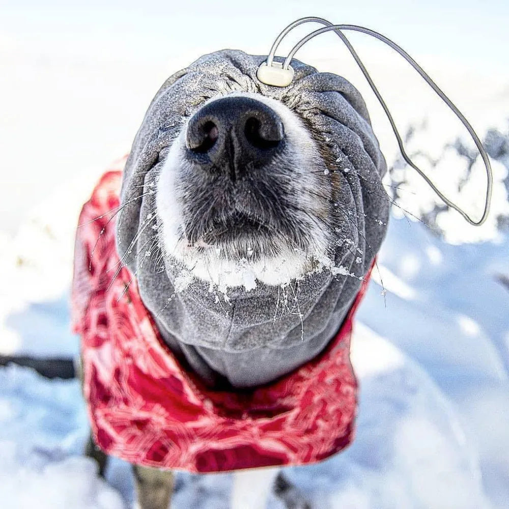 Pet Winter Clothing Medium and Large Sizes Waterproof Ultralight Wear Resistant Clothing Ski Suit Beautiful Pet Warmth Products